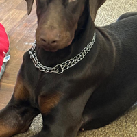 Dobermann x accoppiamento