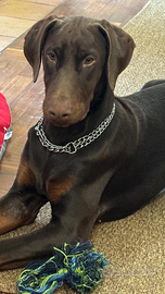 Dobermann x accoppiamento