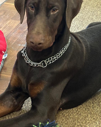 Dobermann x accoppiamento