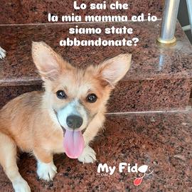 Cagnoline taglia piccola per buona adozione