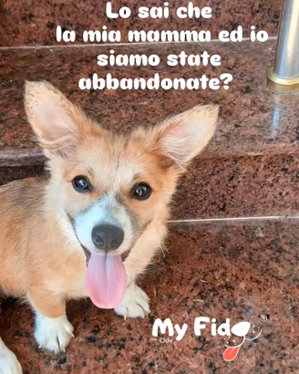 Cagnoline taglia piccola per buona adozione