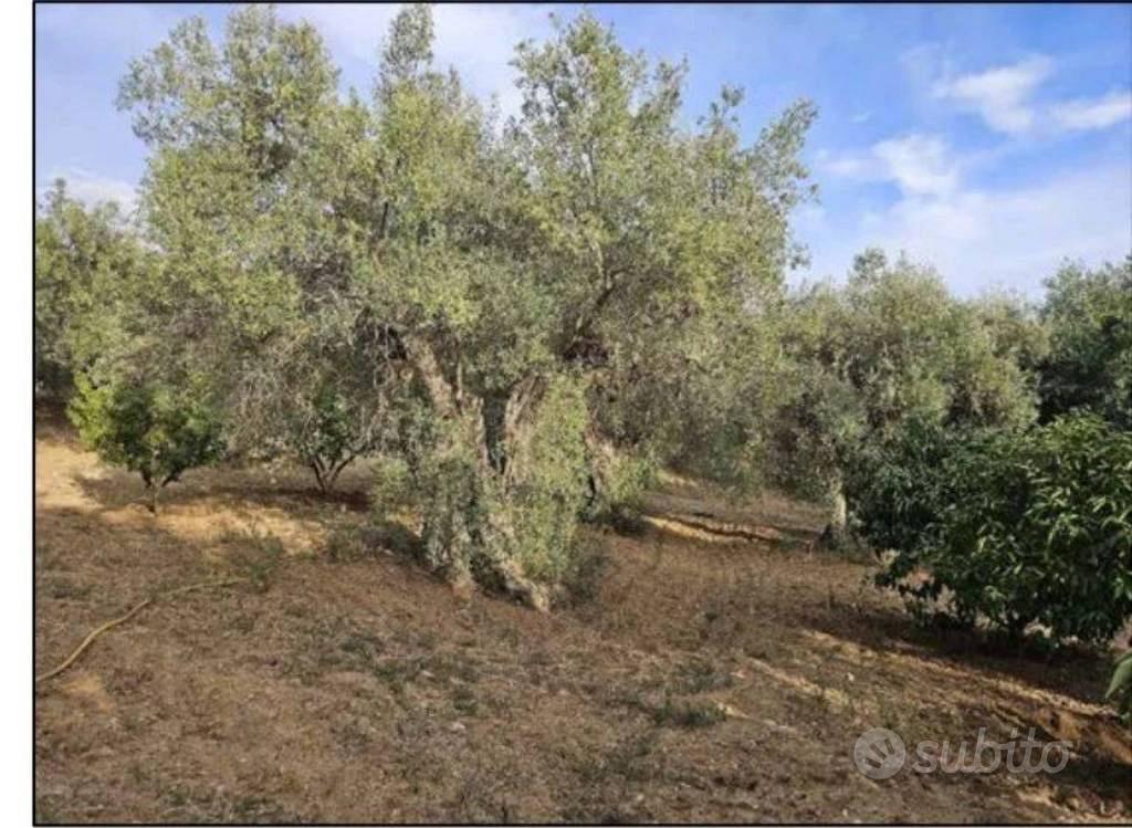Immobile in asta di 19088 m² a Santa Sofia d'Epiro - Vista 2