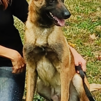 Cucciole di pastore belga malinois