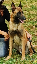 Cucciole di pastore belga malinois