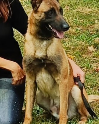 Cucciole di pastore belga malinois