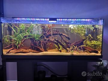 Acquario 100x30x45 e accessori