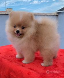 cucciolo Spitz Pomeriana