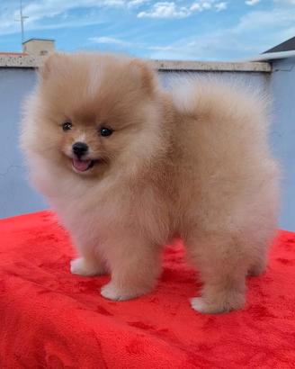 cucciolo Spitz Pomeriana