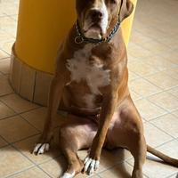 PittBull red nose