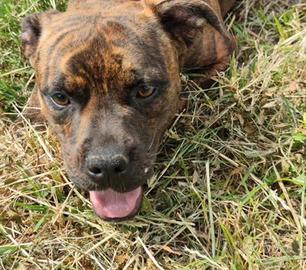 Cagnolini incrocio boxer