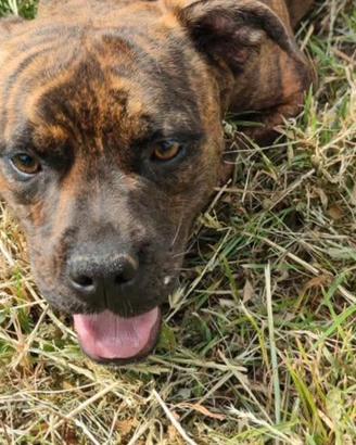 Cagnolini incrocio boxer