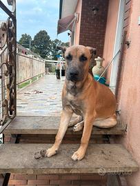 Cane giovane Malinois Pitbull 9 mesi maschio