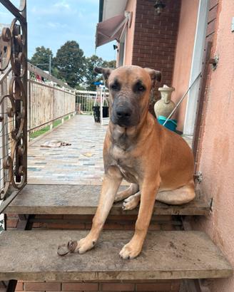 Cane giovane Malinois Pitbull 9 mesi maschio