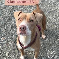 Lea dolce Pitbull in adozione