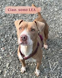 Lea dolce Pitbull in adozione