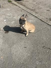 Bulldog francese