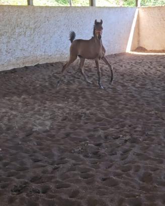 Vendita puledro arabo