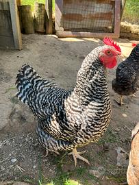Gallina Amrock