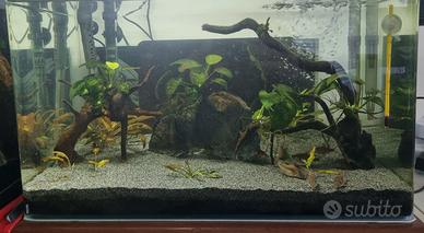 Acquario 60l