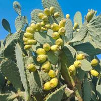Opuntia Cristalina (Fico d'India messicano)