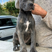 Cuccioli Cane Corso