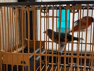 Cardinalini del Venezuela