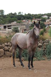 Puledro 4 ANNI - AA