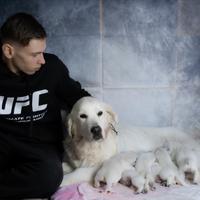 Cuccioli golden retriever