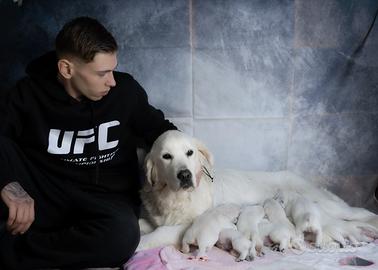 Cuccioli golden retriever