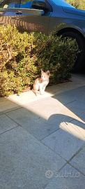 Adorabile gattino