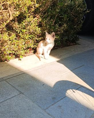 Adorabile gattino