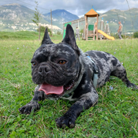 Coppia Bouledog fraces esotic