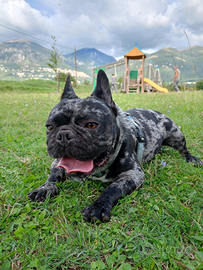 Coppia Bouledog fraces esotic