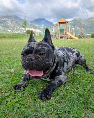 Coppia Bouledog fraces esotic