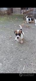 Jack Russell terrier