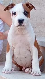 Cuccioli di Amstaff