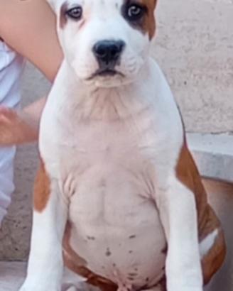 Cuccioli di Amstaff