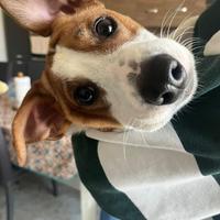 Cane Jack Russell