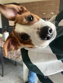 Cane Jack Russell