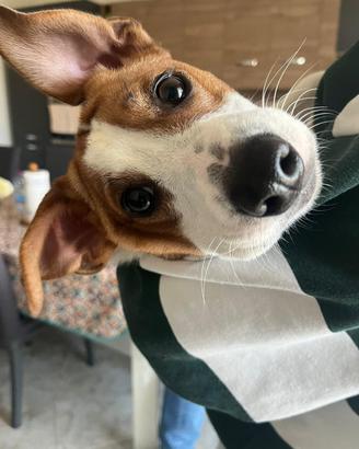 Cane Jack Russell