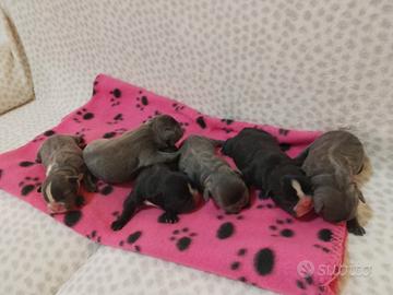 Cuccioli di bulldog francese