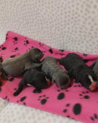 Cuccioli di bulldog francese