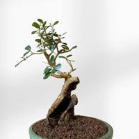 Bonsai si Olivo