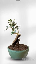 Bonsai si Olivo