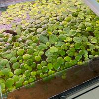 Piante galleggianti per acquario
