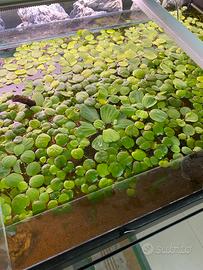 Piante galleggianti per acquario
