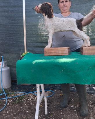 Lagotto romagnolo con pedigree ENCI