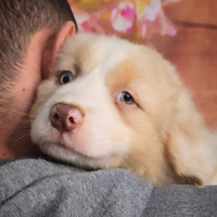 Cucciolo maschio pastore australiano pedigree