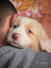 Cucciolo maschio pastore australiano pedigree
