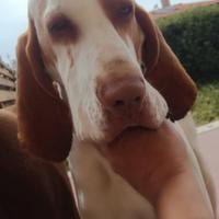 Bracco italiano